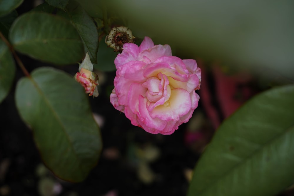 a pink and white flower with green leaves