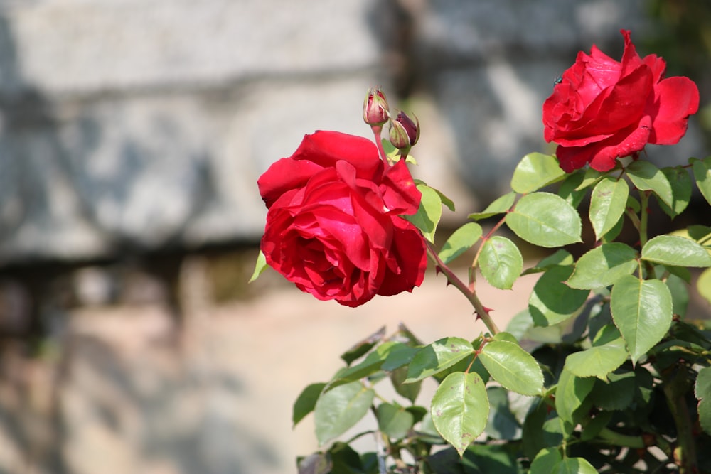 a close up of a red rose on a plant