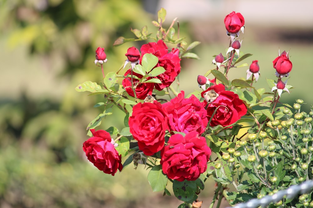 a bush of red roses with green leaves