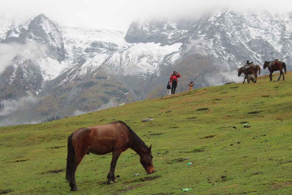 a group of horses grazing on a lush green hillside