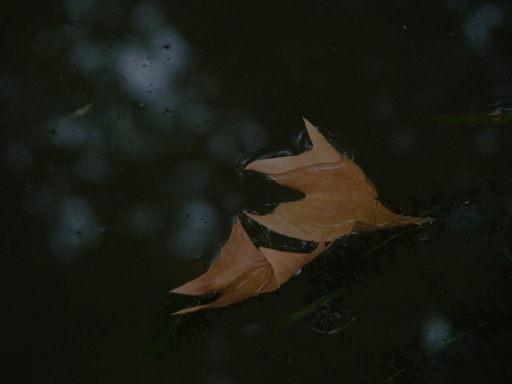 a leaf floating on top of a body of water