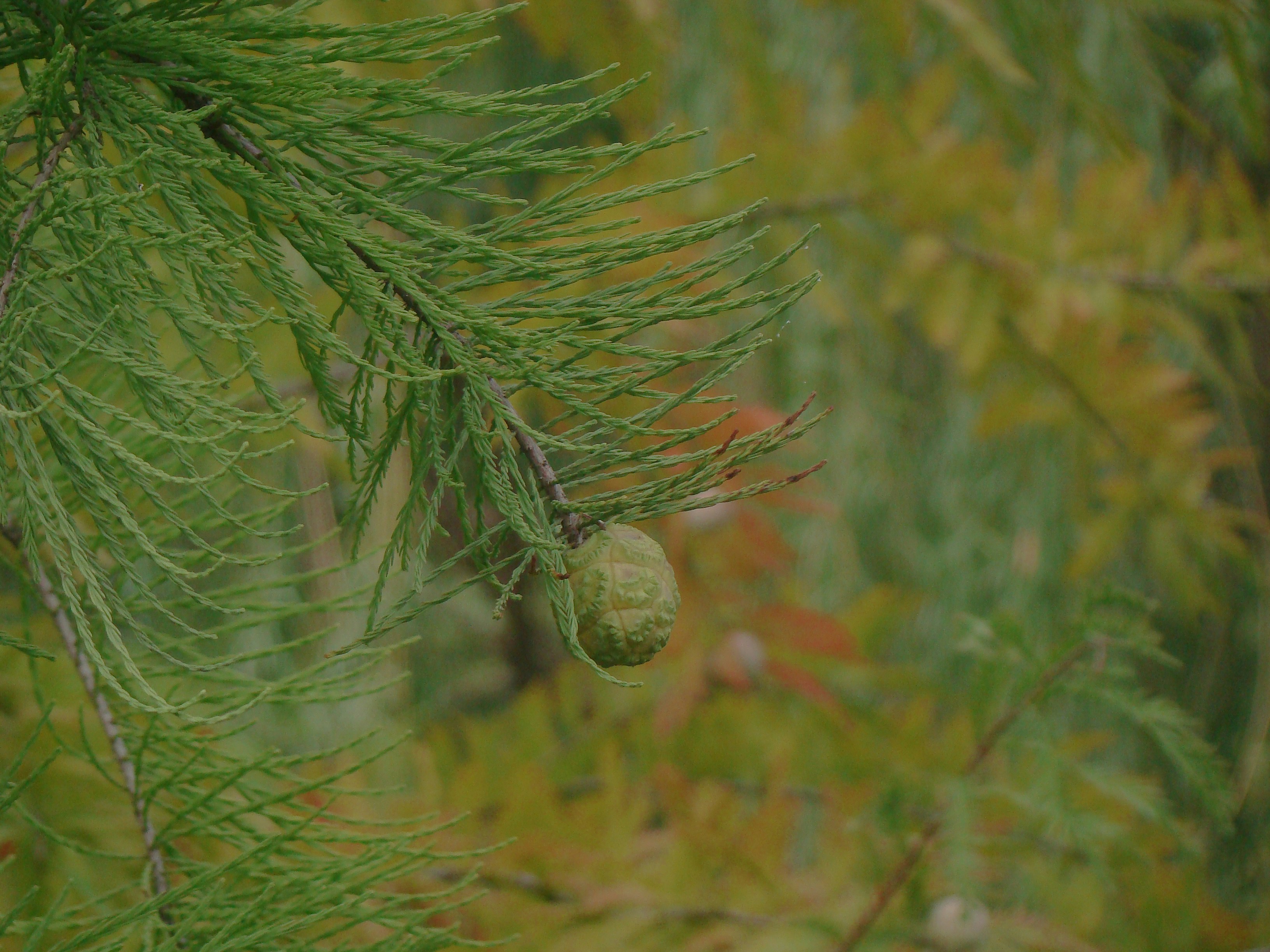 Photo by maro_of_sengu