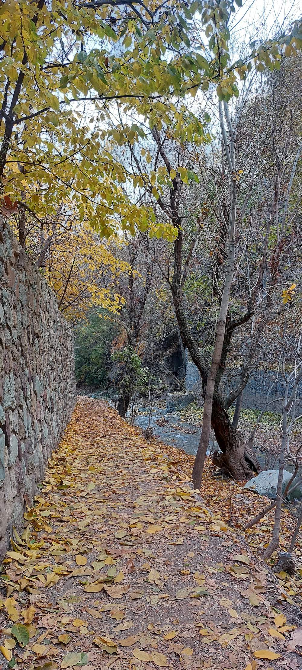 a stone wall next to a tree with leaves on the ground