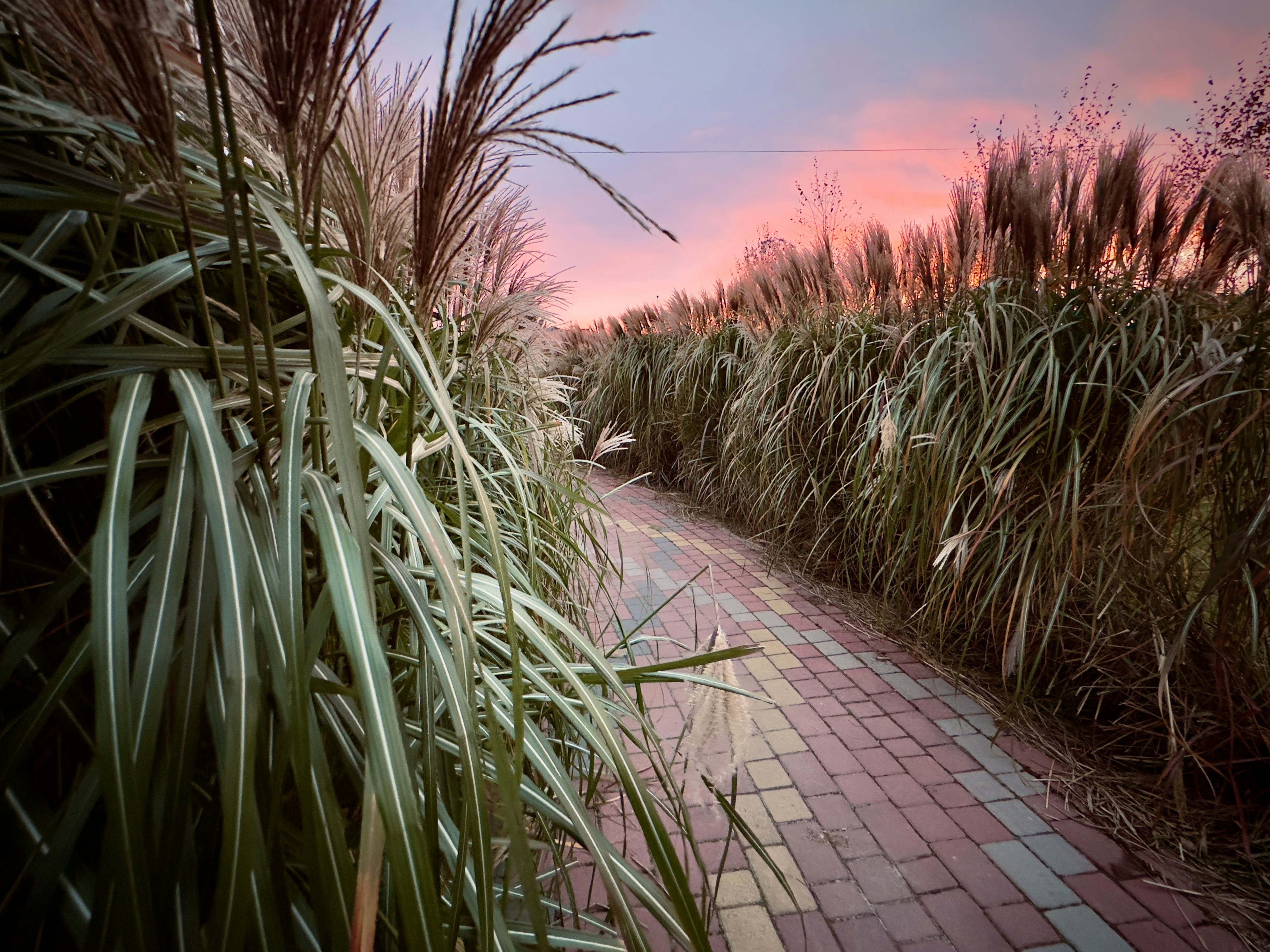 a brick path between tall grass and a brick walkway