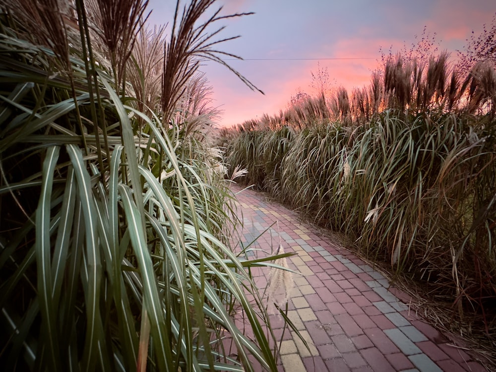 a brick path between tall grass and a brick walkway