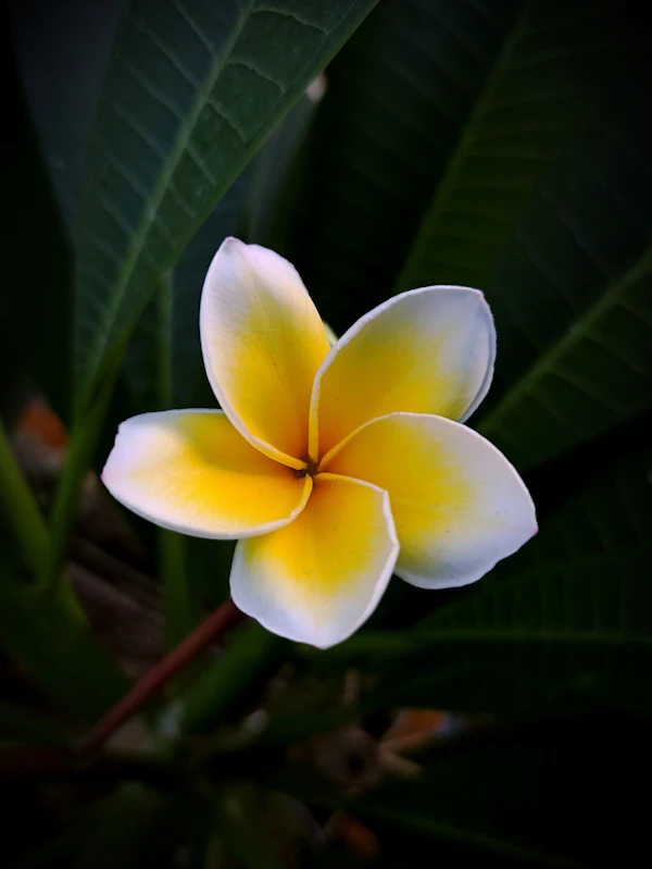 Yellow and white plumeria flower