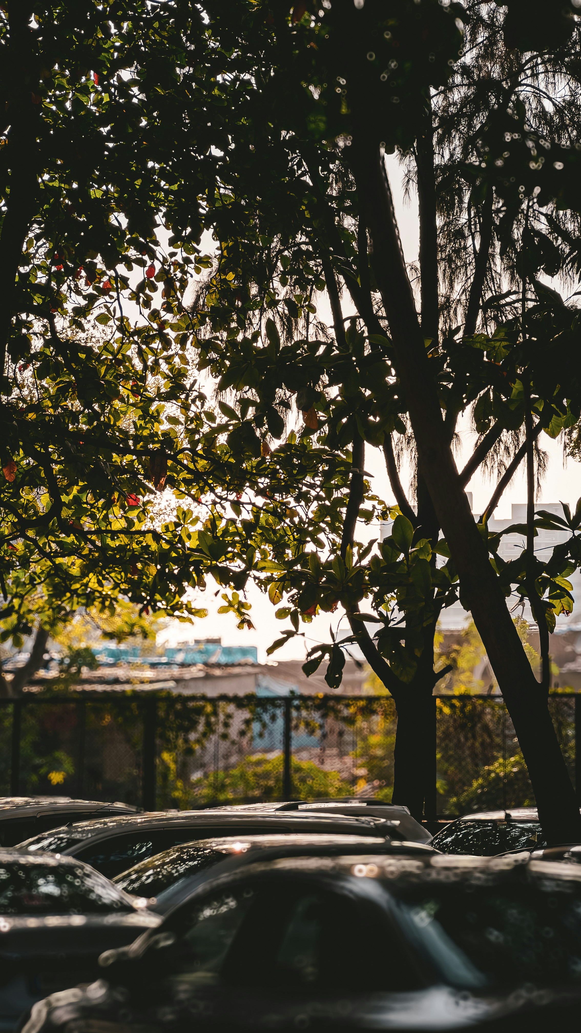 Photo by wondereggperson