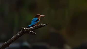 A kingfisher bird with vibrant blue and brown feathers perches on a gnarled tree branch against a blurred dark background. The bird's sharp beak is slightly open, and it appears to be observing its surroundings.