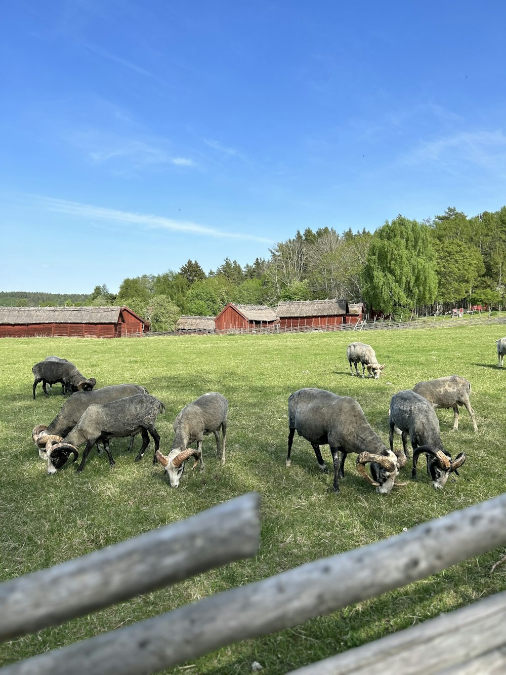 a herd of sheep grazing on a lush green field