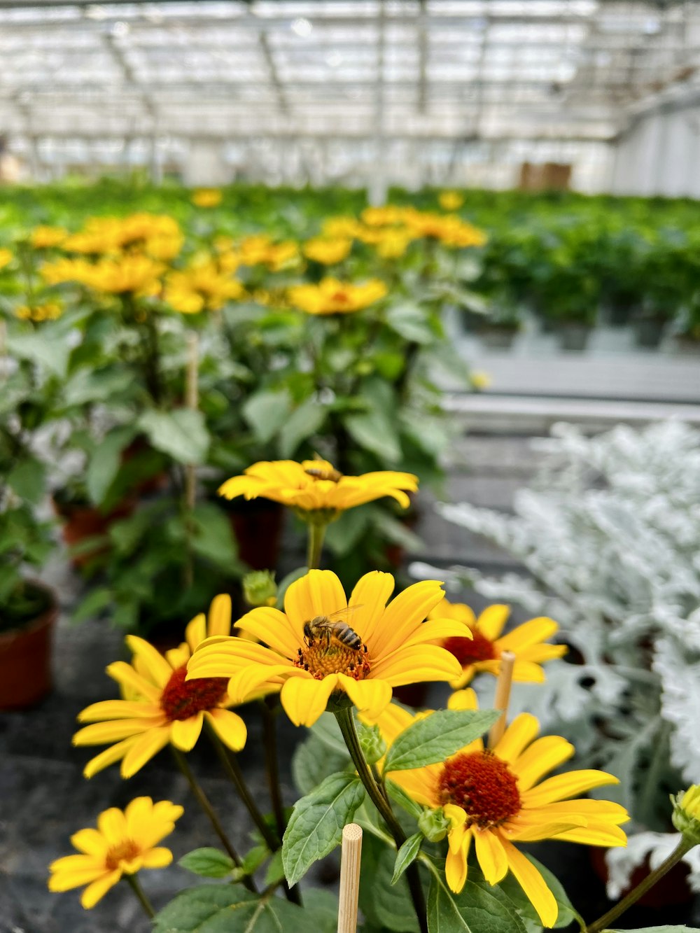 a bunch of yellow flowers in a greenhouse