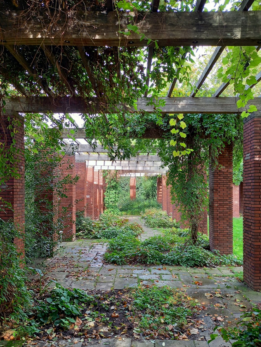 a garden with lots of green plants growing on it