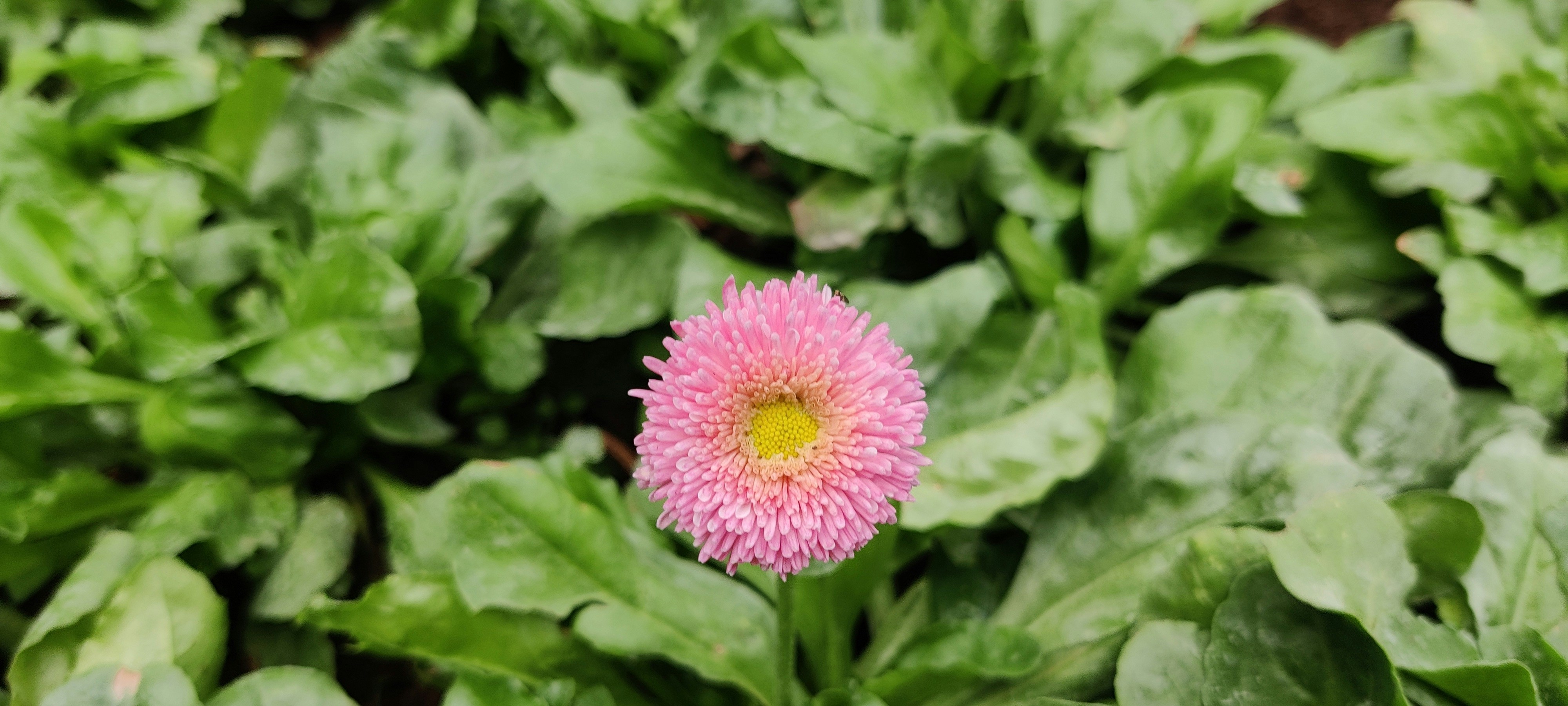 Photo by mamatahegde