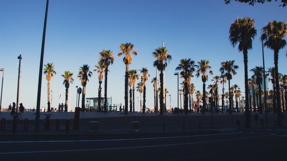 a row of palm trees next to a street