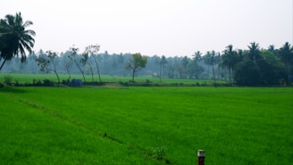 A peaceful plot of land in Khatushyam Ji area, dotted with small trees and open space.