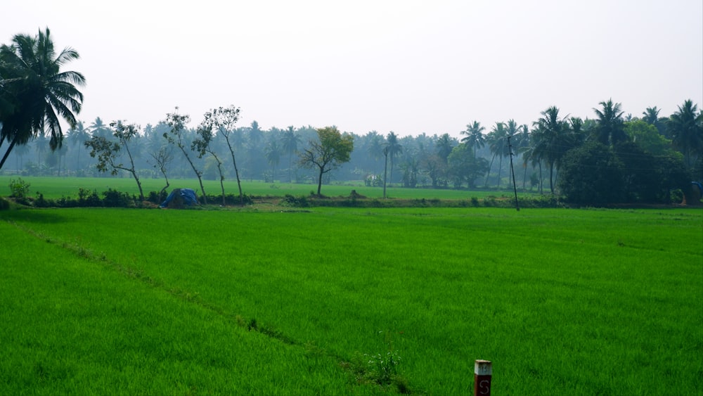 a lush green field with trees in the background