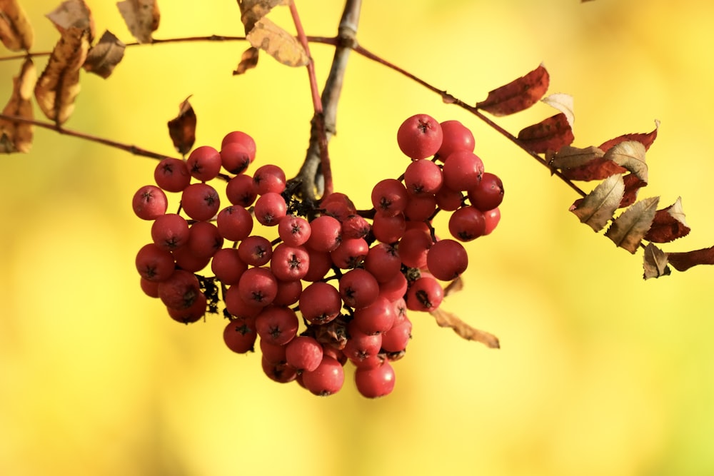 a bunch of berries hanging from a tree branch