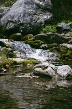 A serene natural setting featuring a small stream flowing over rocks surrounded by moss and vegetation. Large stones are scattered around, with clear water reflecting the lush greenery nearby. The ambient sounds of water create a peaceful atmosphere.