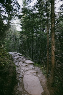 A hiking trail winding through dense woodland in the Nebrodi mountains.