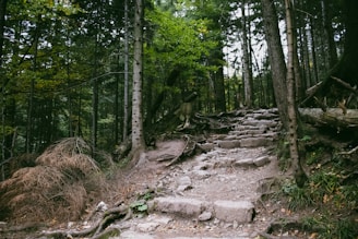 a rocky path in the middle of a forest
