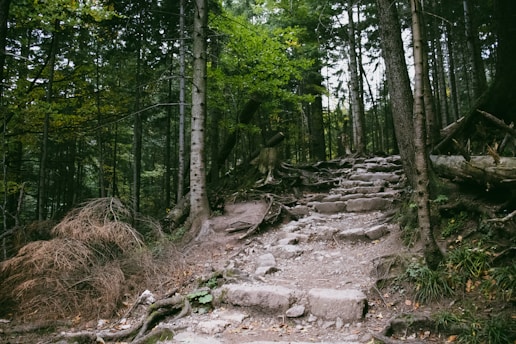 a rocky path in the middle of a forest