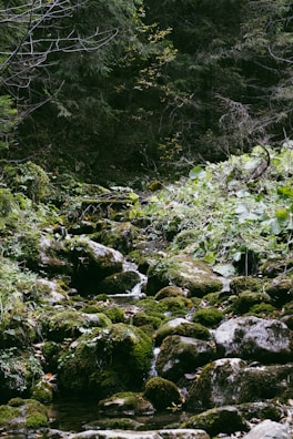 Soft moss growing over smooth stones beside a gentle stream.