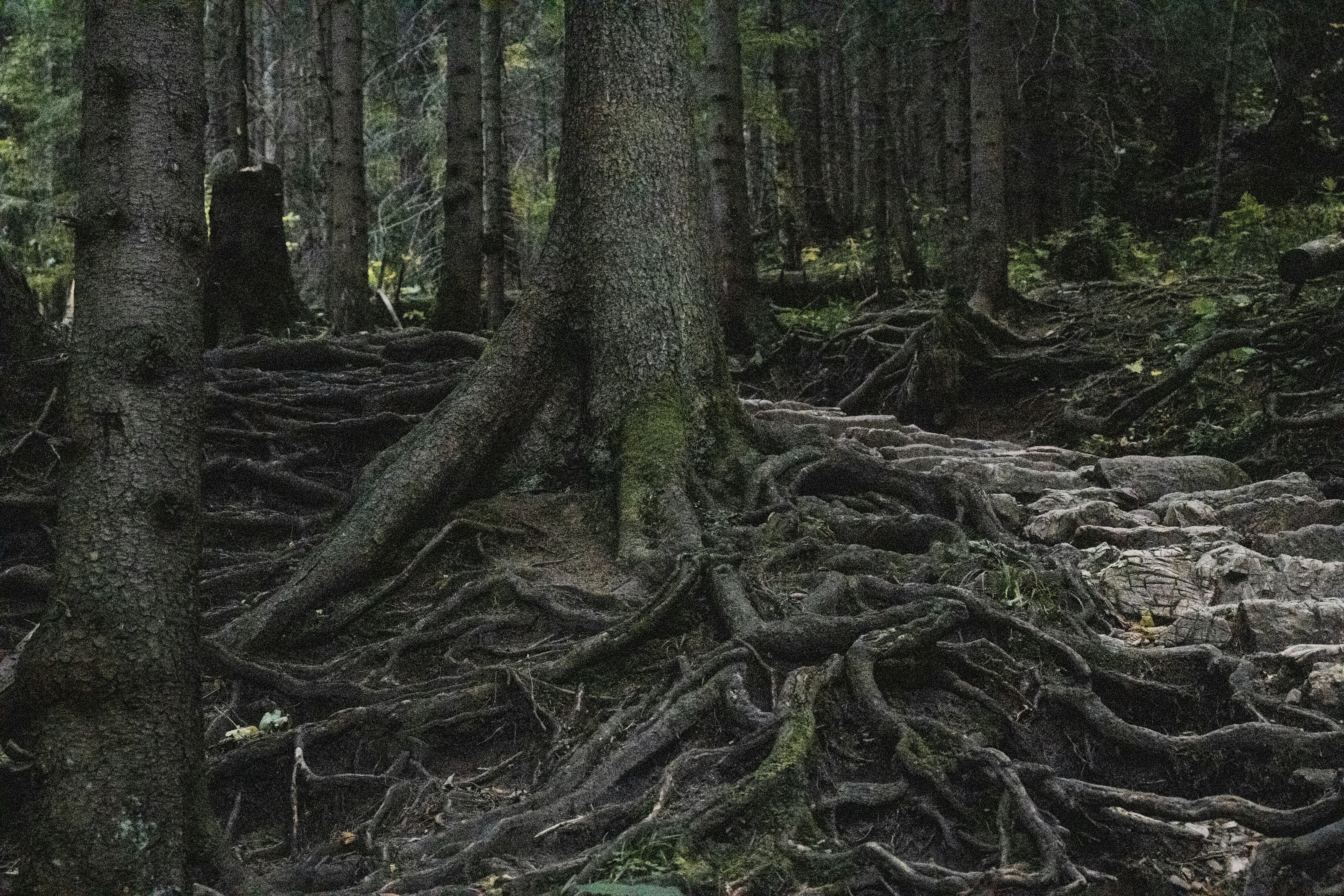 a large group of trees with very large roots