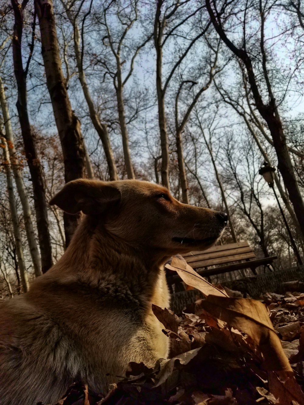 a dog is sitting in the leaves in the woods