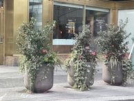 Three large stone planters filled with lush green foliage and small pink flowers are positioned on a sidewalk. Behind them is a building with large glass windows displaying signage and gold-colored framing.