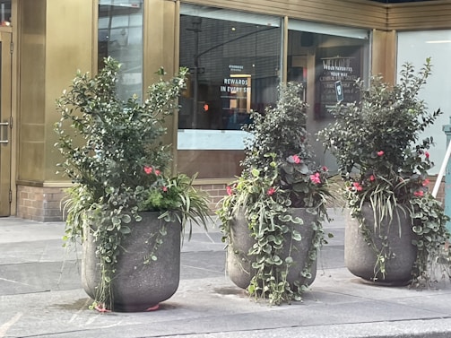 Three large stone planters filled with lush green foliage and small pink flowers are positioned on a sidewalk. Behind them is a building with large glass windows displaying signage and gold-colored framing.