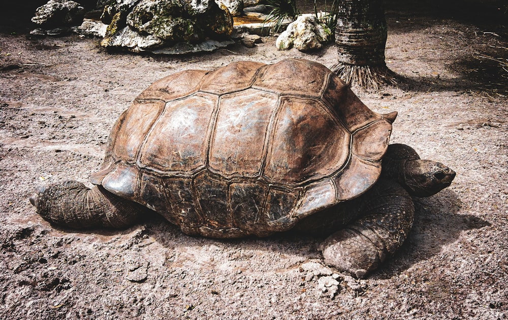 a large turtle sitting on top of a dirt field