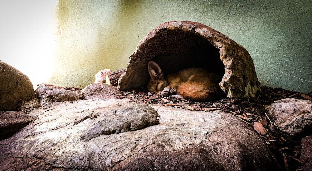 a small animal is curled up in a cave