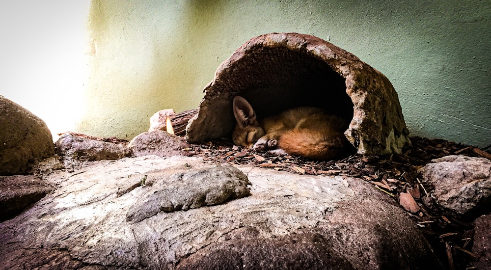 Ein kleines Tier rollt sich in einer Höhle zusammen