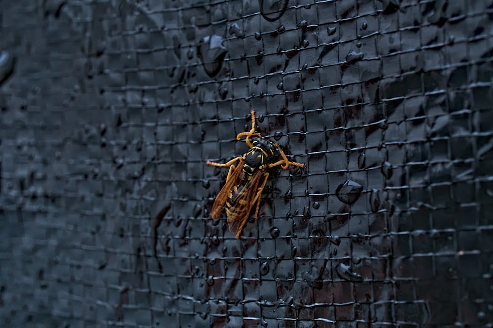 a yellow and black insect sitting on a wall