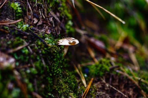 A cozy home setup with a grow bag on a windowsill, sunlight streaming in and tiny mushrooms beginning to sprout.