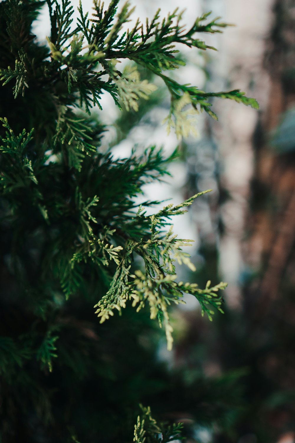 a close up of a pine tree branch