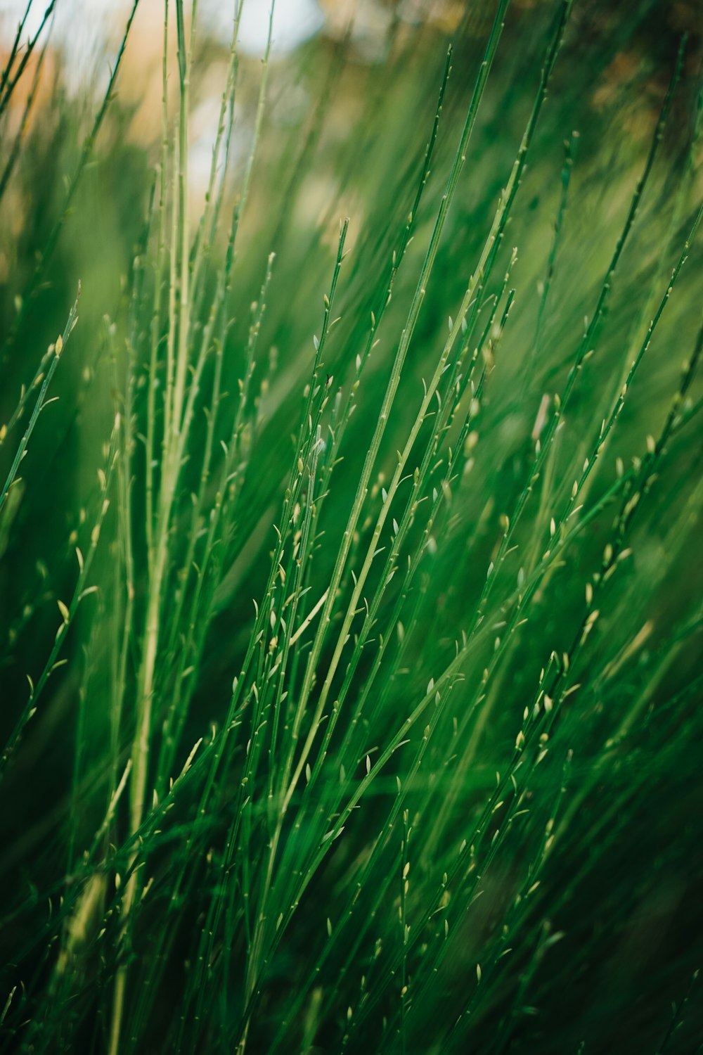 a close up of a green plant with lots of leaves