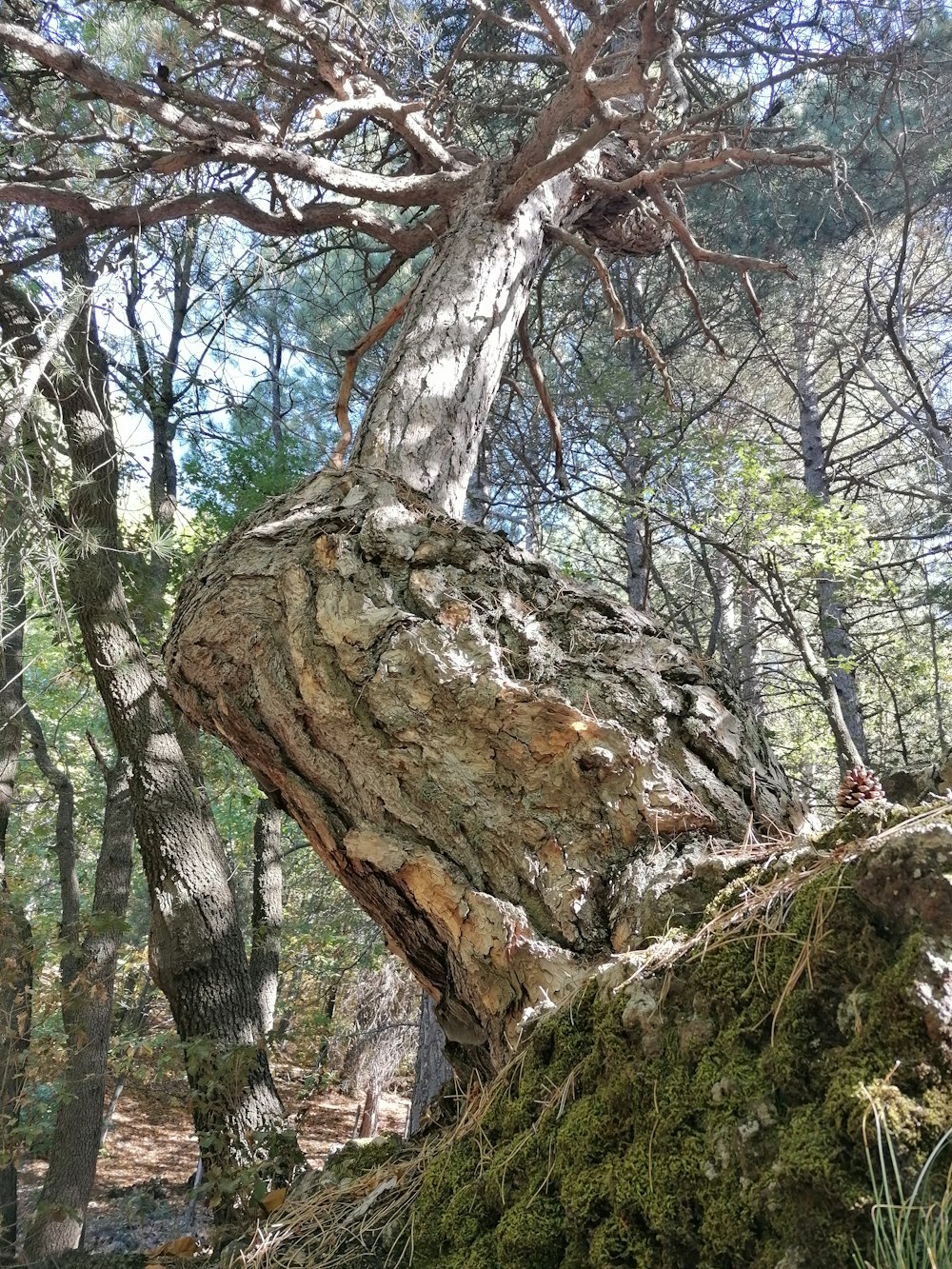 a very large tree in the middle of a forest