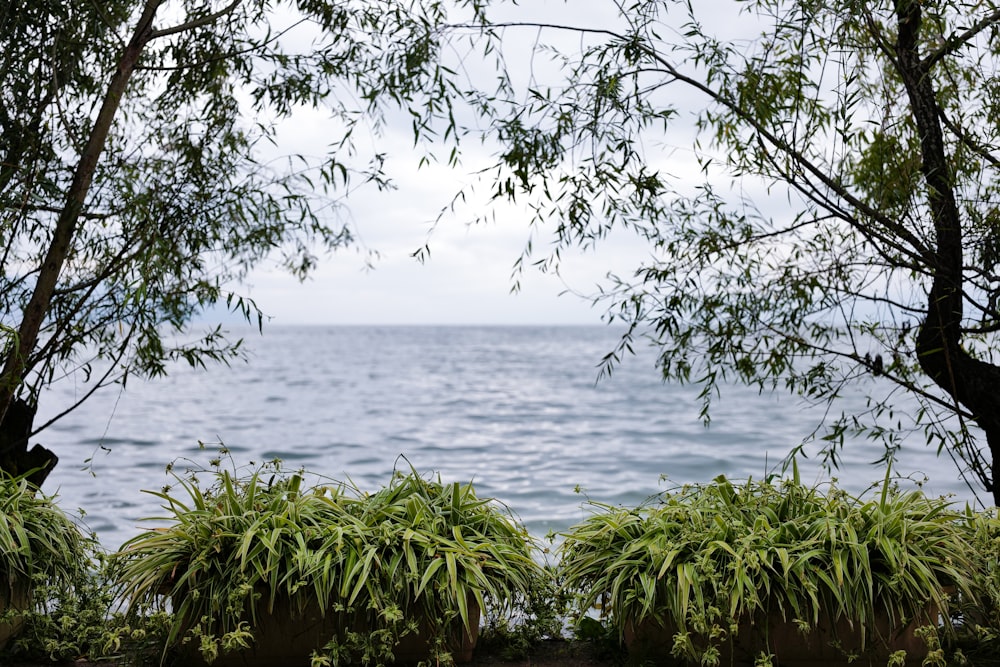 a view of a body of water through some trees