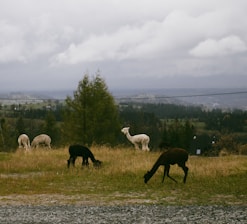 A serene pasture with a group of alpacas grazing peacefully under a clear blue sky.