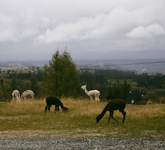 A serene pasture with a group of alpacas grazing peacefully under a clear blue sky.