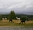 A family enjoying their time with alpacas in a scenic setting.