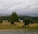 A family enjoying their time with alpacas in a scenic setting.