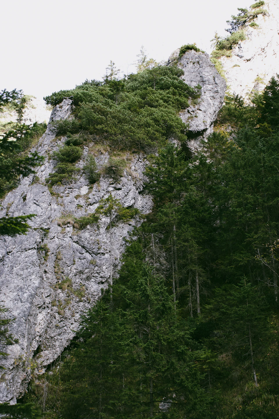 The image depicts a rocky cliff face with a dense forest of green trees growing on it, creating a striking contrast between the rugged rock and the lush vegetation. The perspective is from below, looking up at the towering cliff and the verdant canopy of the trees.