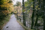 Winding mountain trail framed by autumnal trees inviting for a solo hike