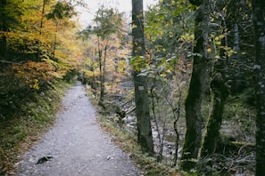 Winding mountain trail framed by autumnal trees inviting for a solo hike