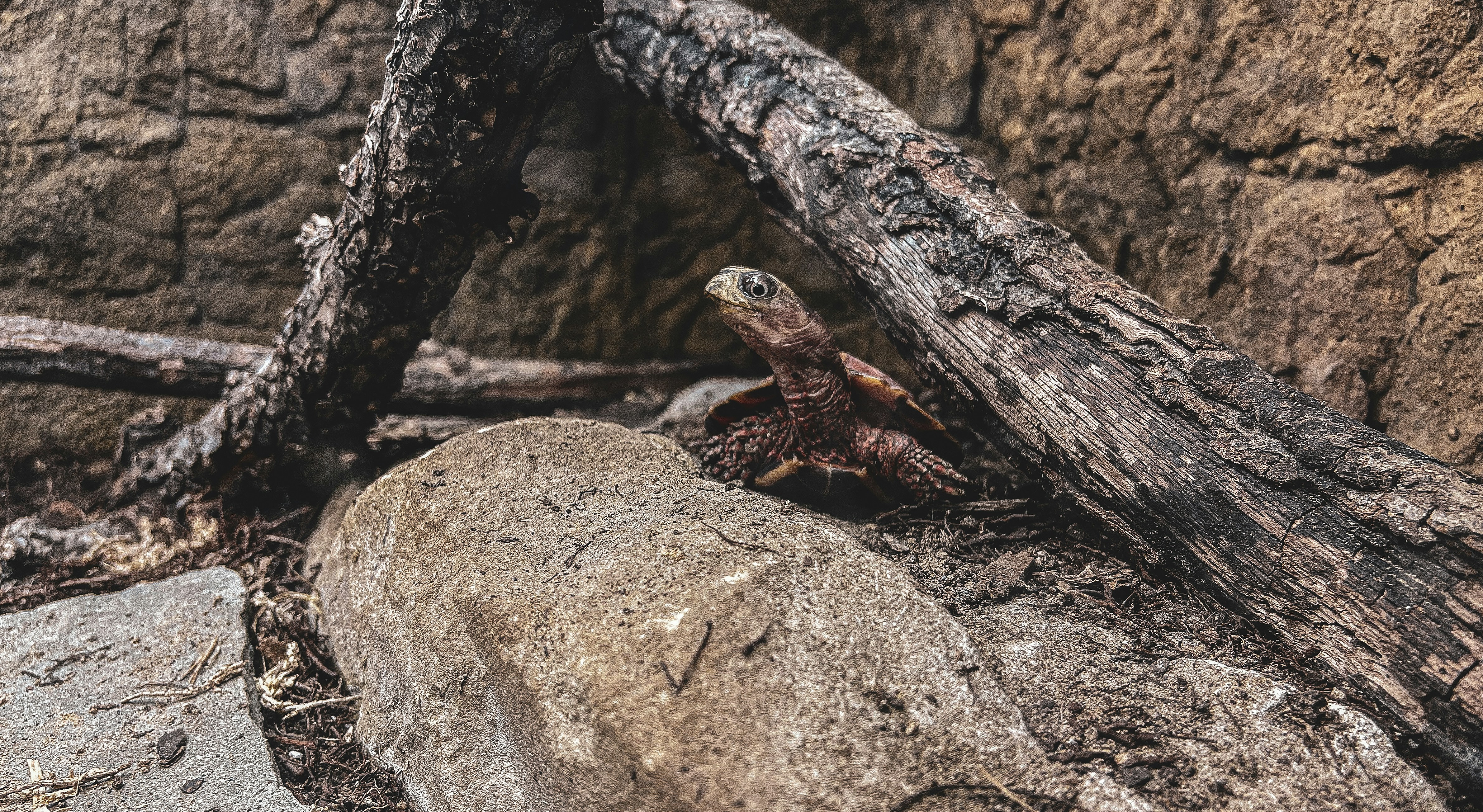 Turtle Habitat Starter Kit