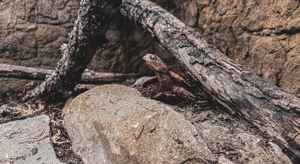 um lagarto sentado em cima de uma grande rocha