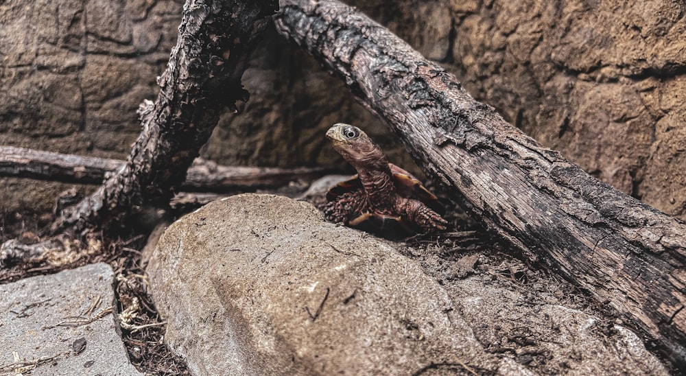 a lizard sitting on top of a large rock