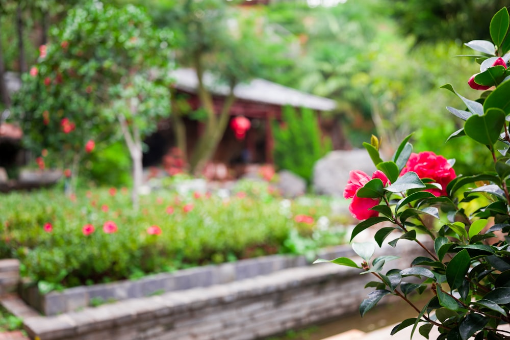 a garden filled with lots of pink flowers