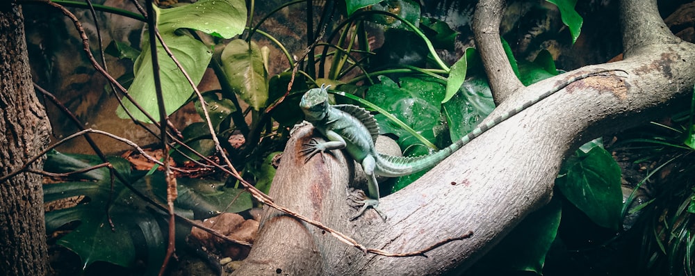 a lizard sitting on top of a tree branch